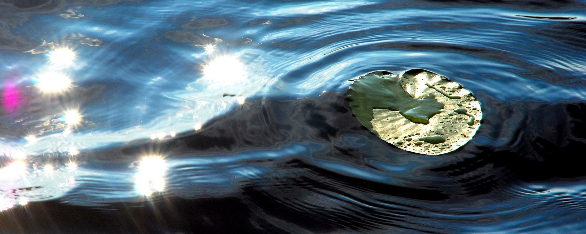 ein Seerosenblatt im See - schöne Sonnenspiegelung und kreisrunden Wellen