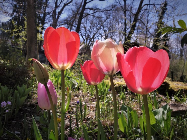 im Garten: Tulpen im Sonnenlicht