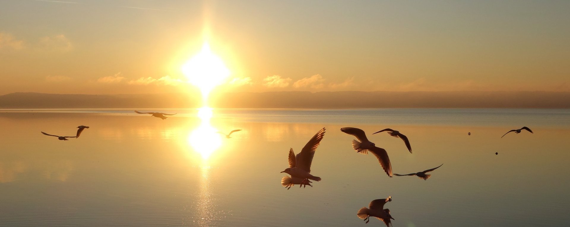 Natur: der See mit Sonnenuntergang und im Vordergrund fliegen Möwen