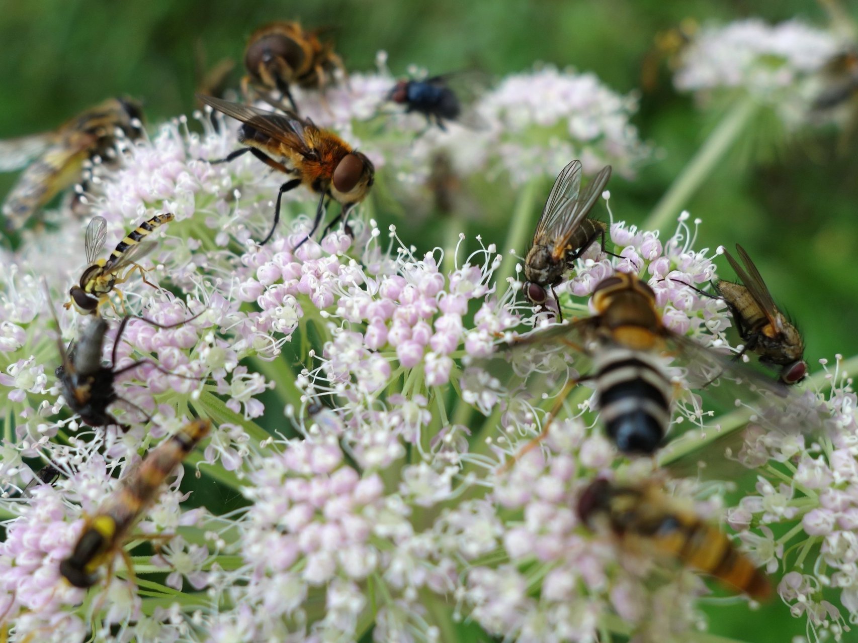 Nahaufnahme: weisse Blume mit vielen Schwebefliegen darauf