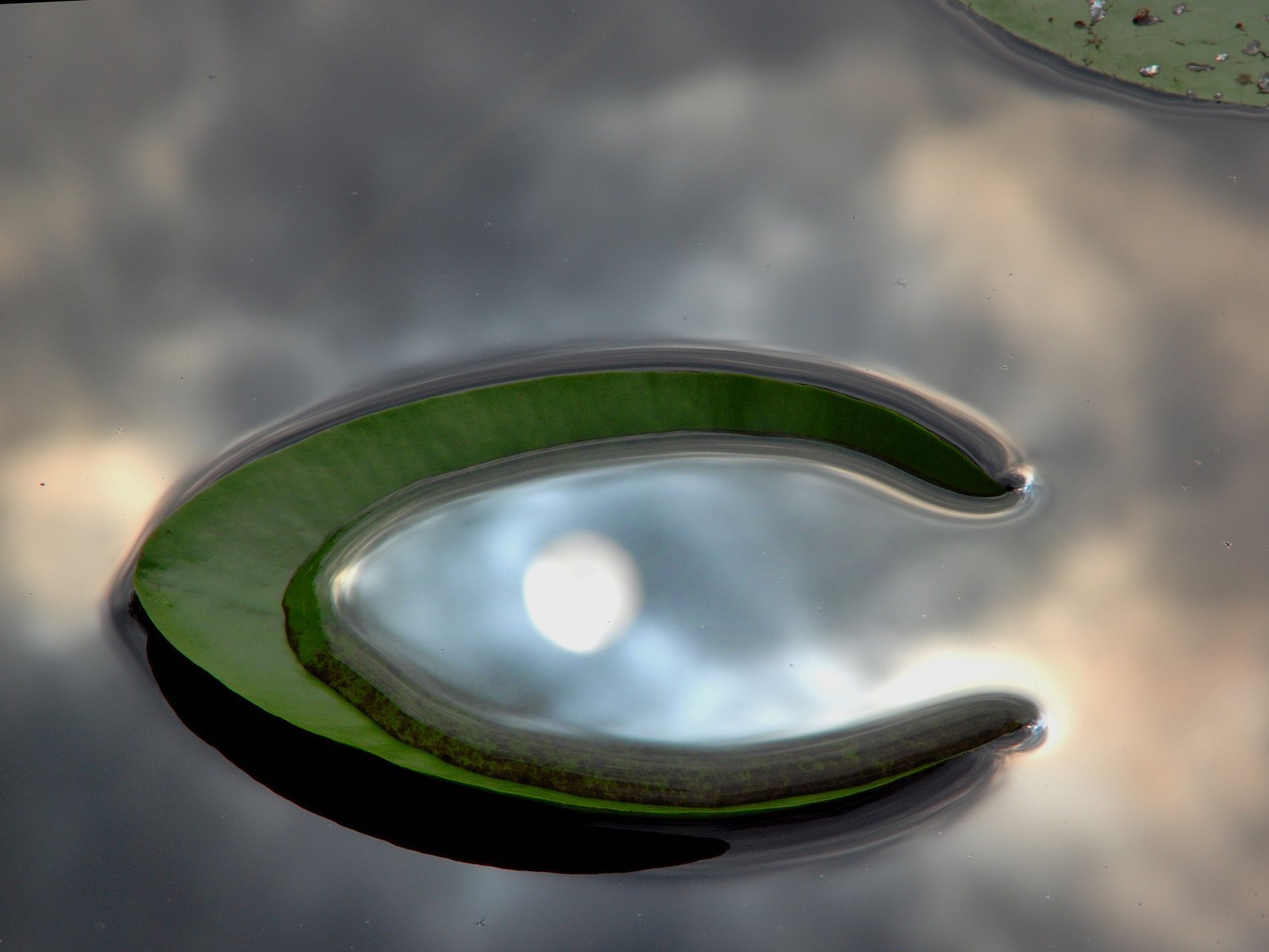 ein Seerosenblatt im See - schöne Sonnenspiegelung